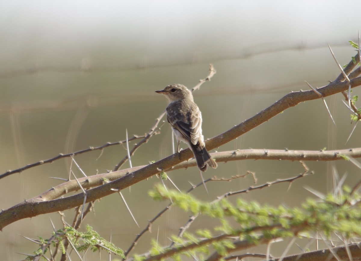 Gambaga Flycatcher - ML38015871