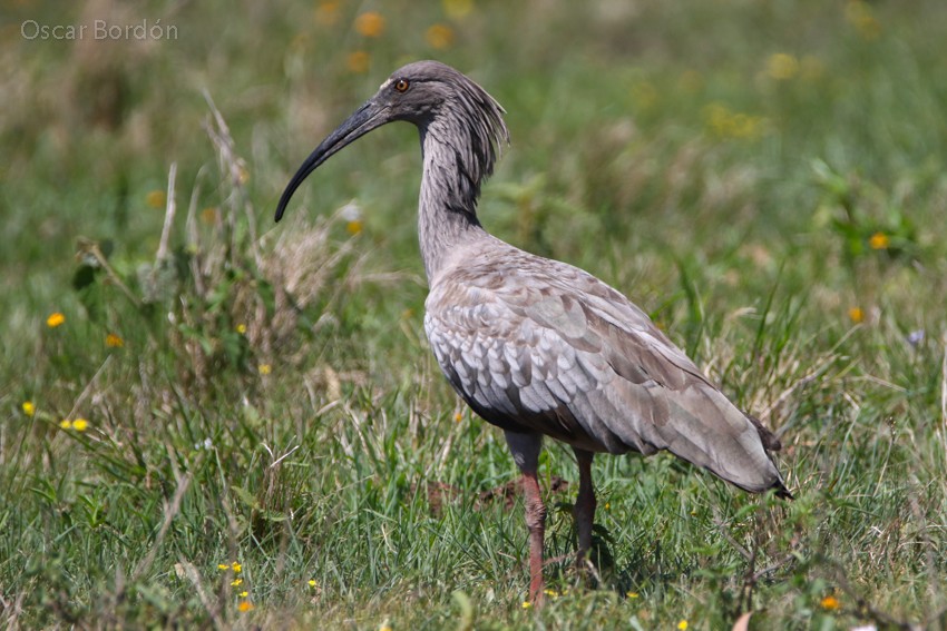 ibis běločelý - ML38015941