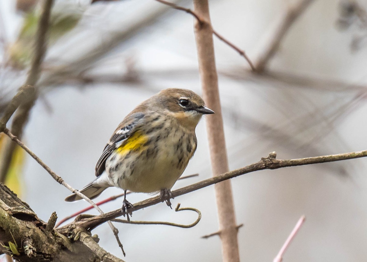 Yellow-rumped Warbler - Harrison Ponn