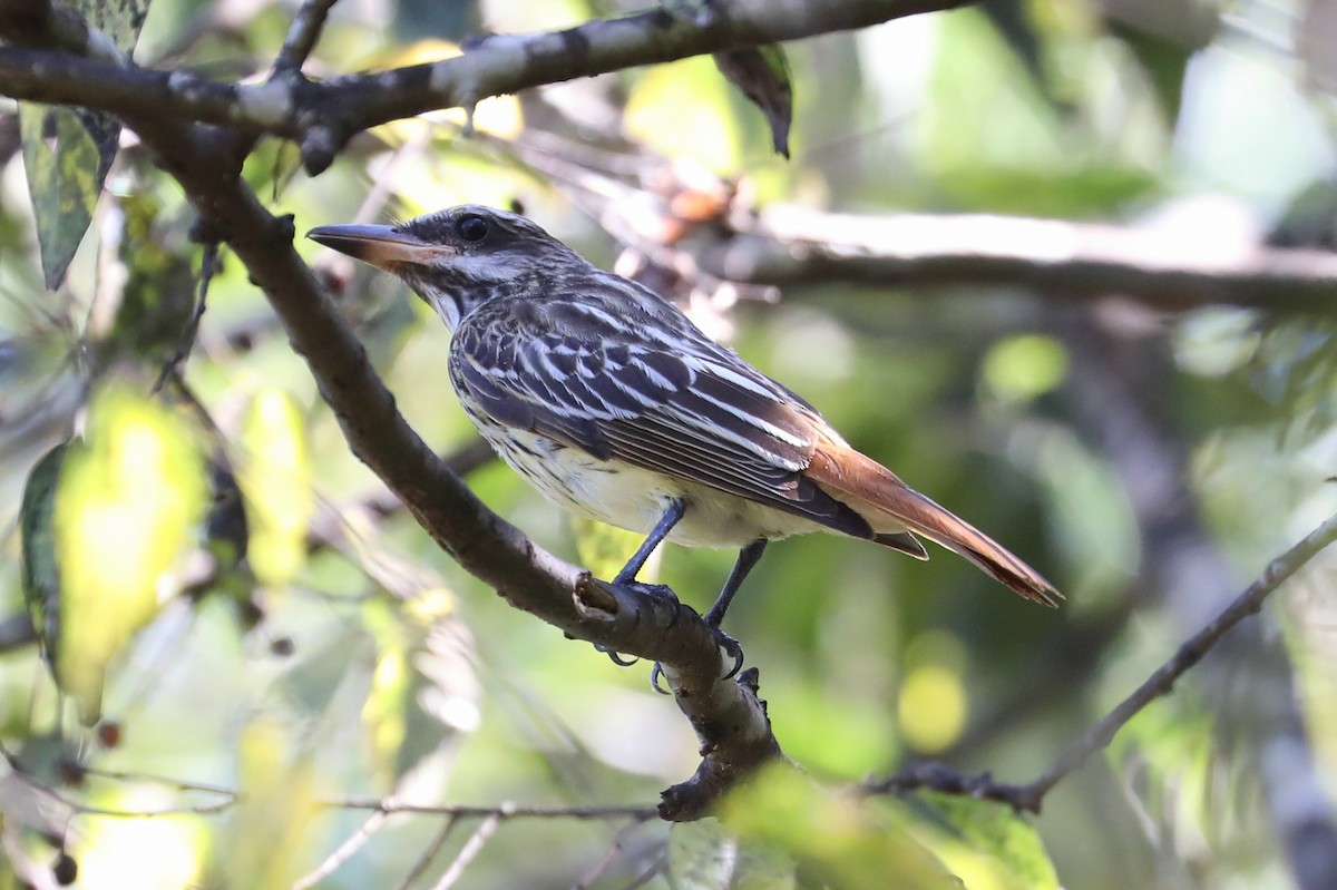 Sulphur-bellied Flycatcher - ML380159701