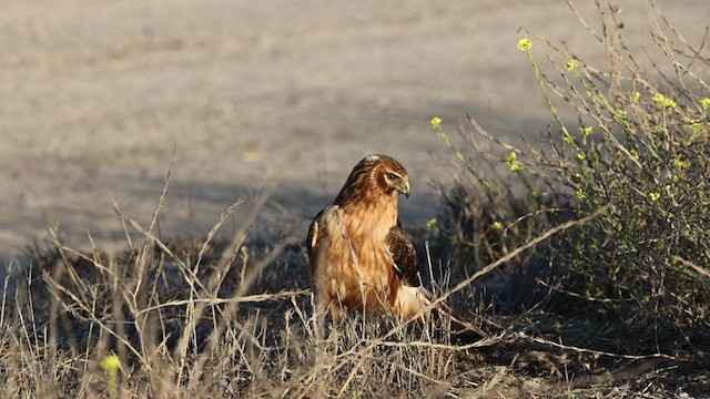 Northern Harrier - ML380160351