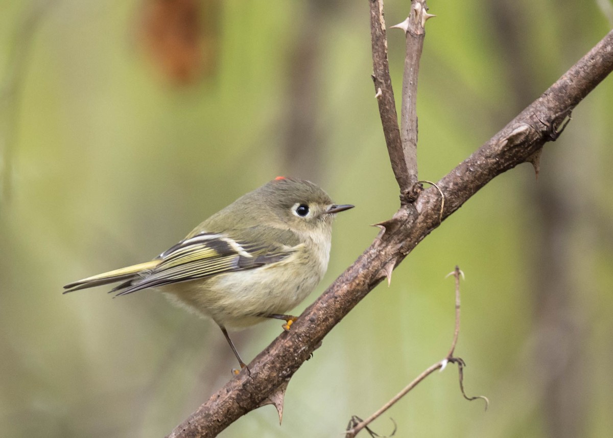 Ruby-crowned Kinglet - ML380160701