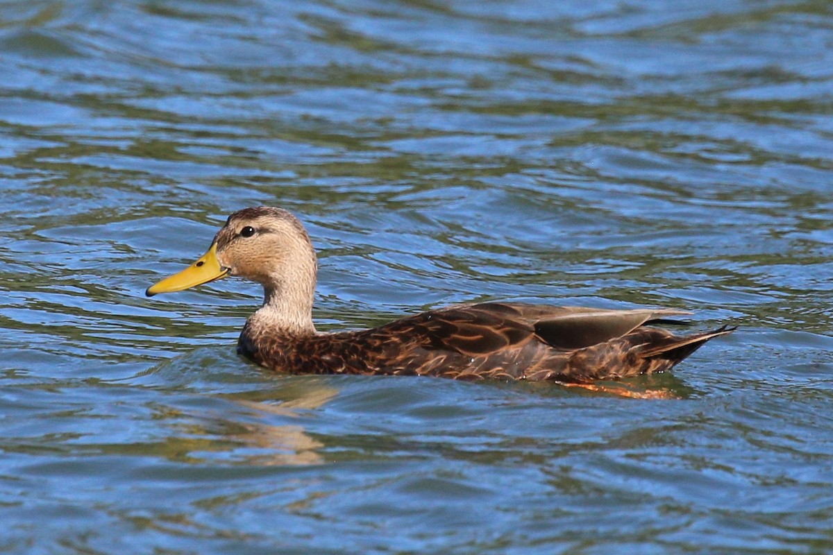 Mottled Duck - Vincent O'Brien