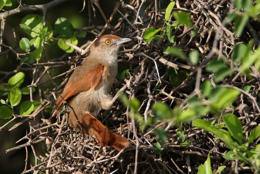 Rostflügel-Bündelnister - ML38016131