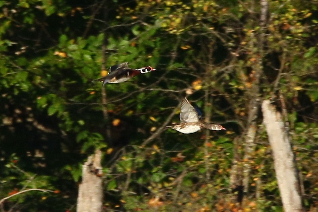 Wood Duck - Russ Smiley