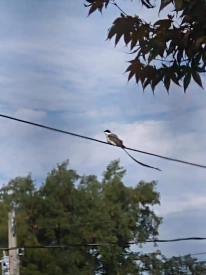 Fork-tailed Flycatcher - Anonymous
