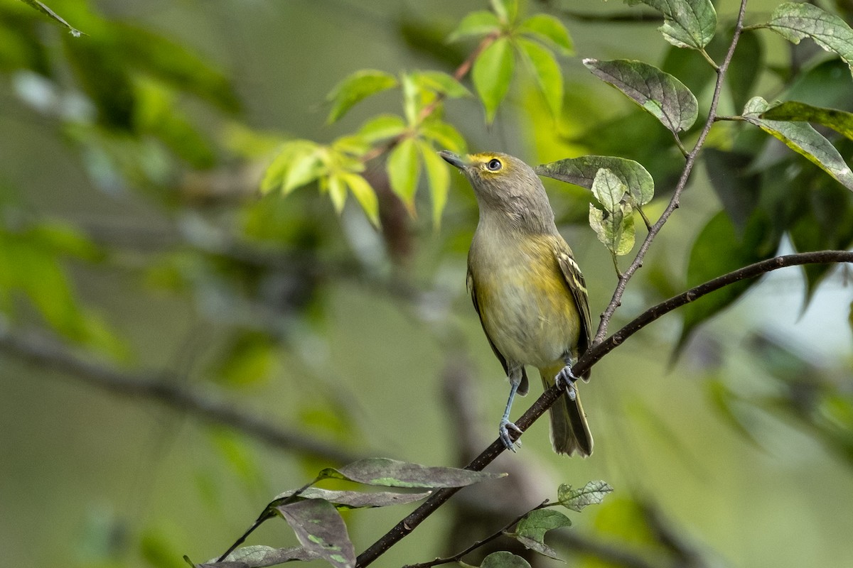 White-eyed Vireo - Isabelle Reddy