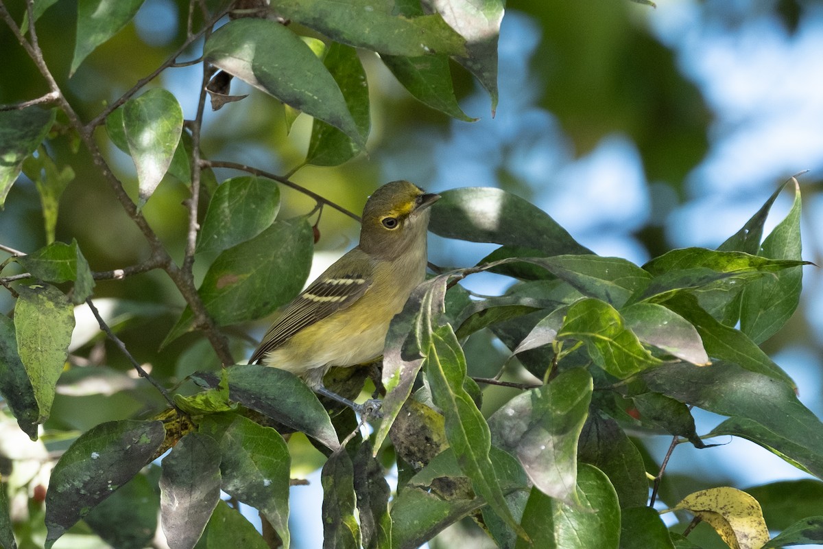 Ak Gözlü Vireo - ML380161601