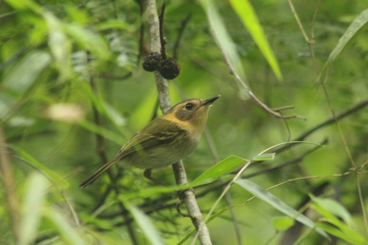 Ochre-faced Tody-Flycatcher - Ignacio Gómez Gaffner