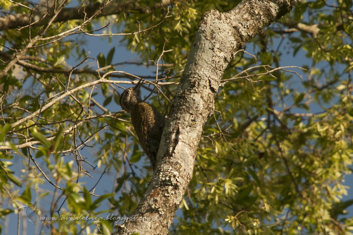 White-spotted Woodpecker - ML38016331