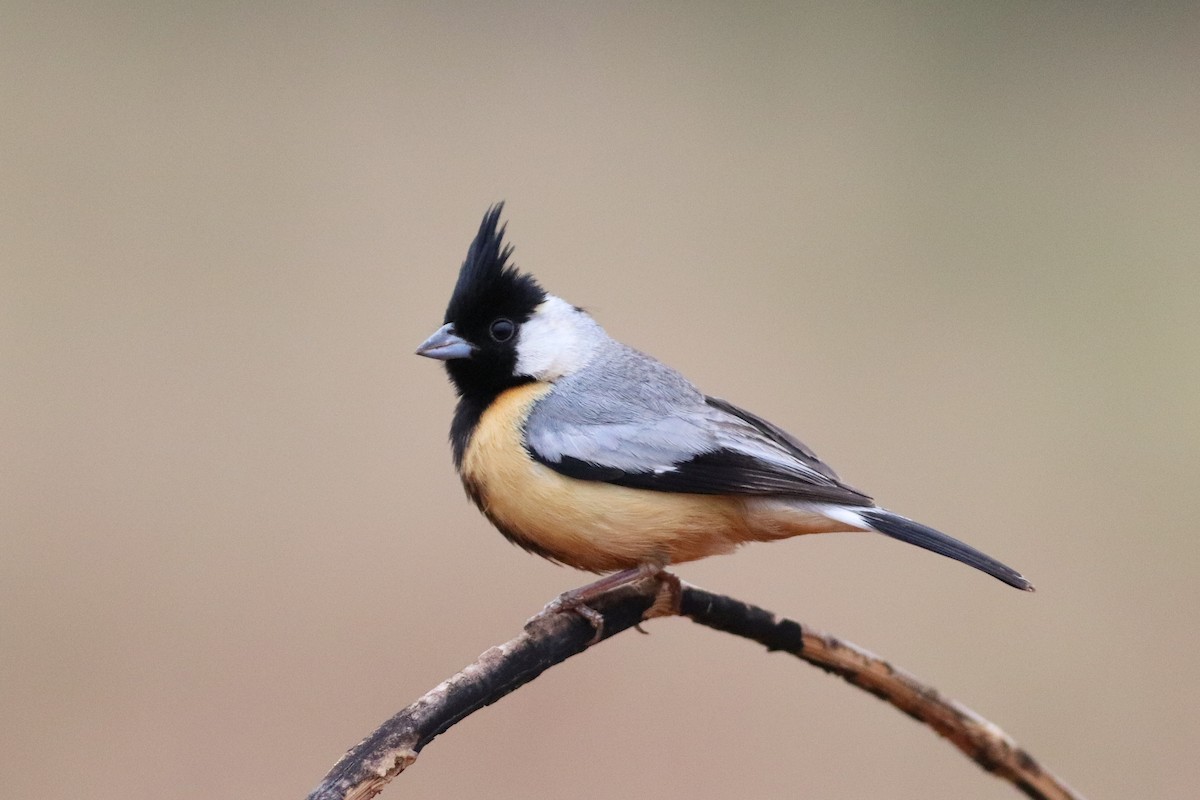Coal-crested Finch - ML380163381