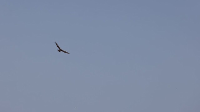 Northern Harrier - ML380165451