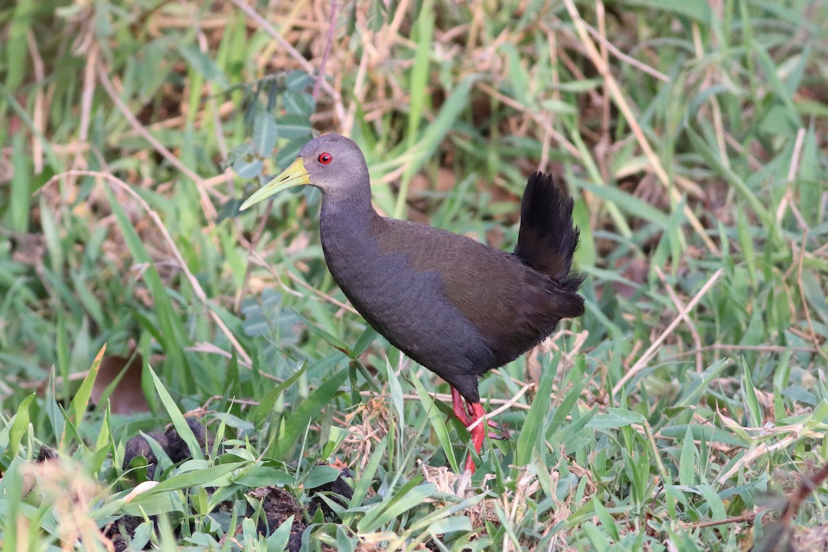 Blackish Rail - ML380165541