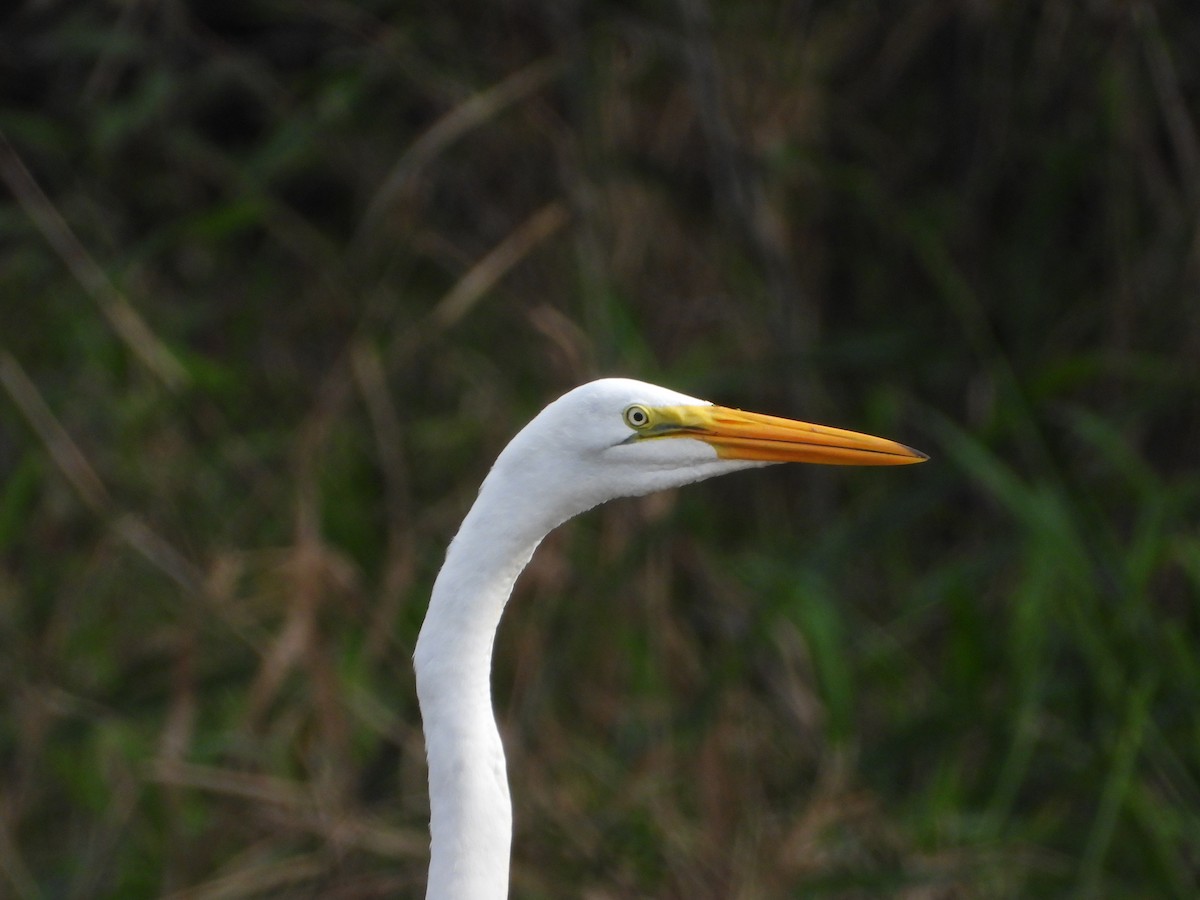 Great Egret - Ben Yeasting