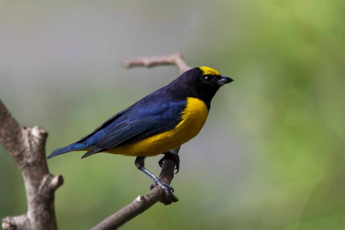 Purple-throated Euphonia - ML380166601