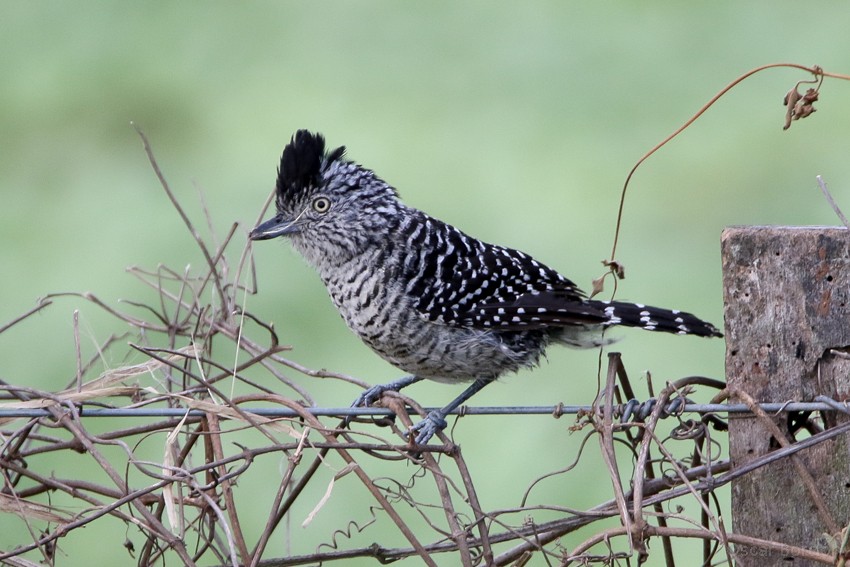 Barred Antshrike - ML38016671