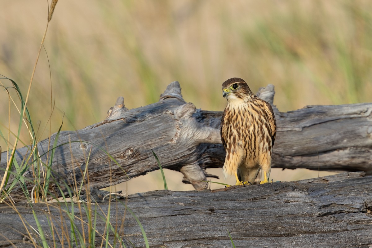 Merlin - Cory Gregory