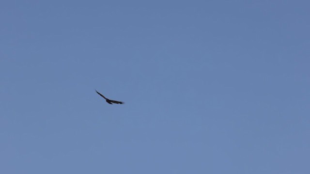 Turkey Vulture - ML380168271
