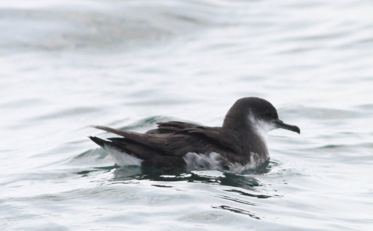 Manx Shearwater - ML380168541