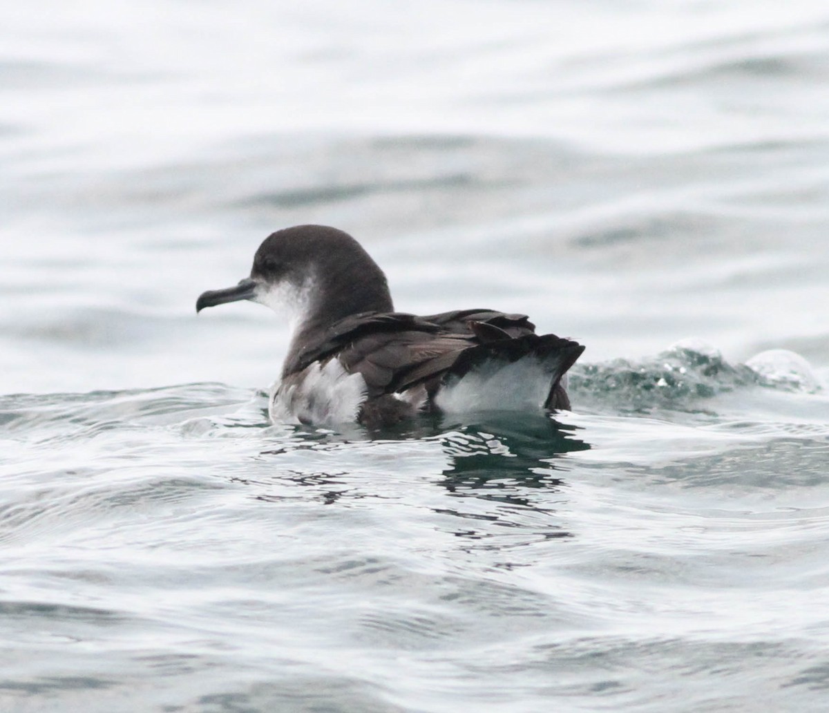 Manx Shearwater - David Bates