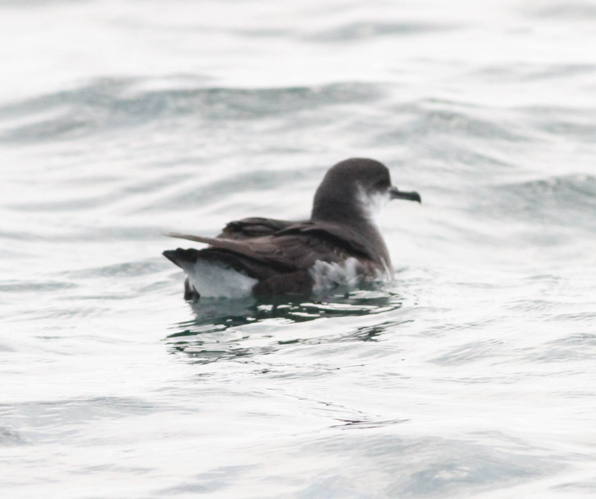 Manx Shearwater - ML380168571