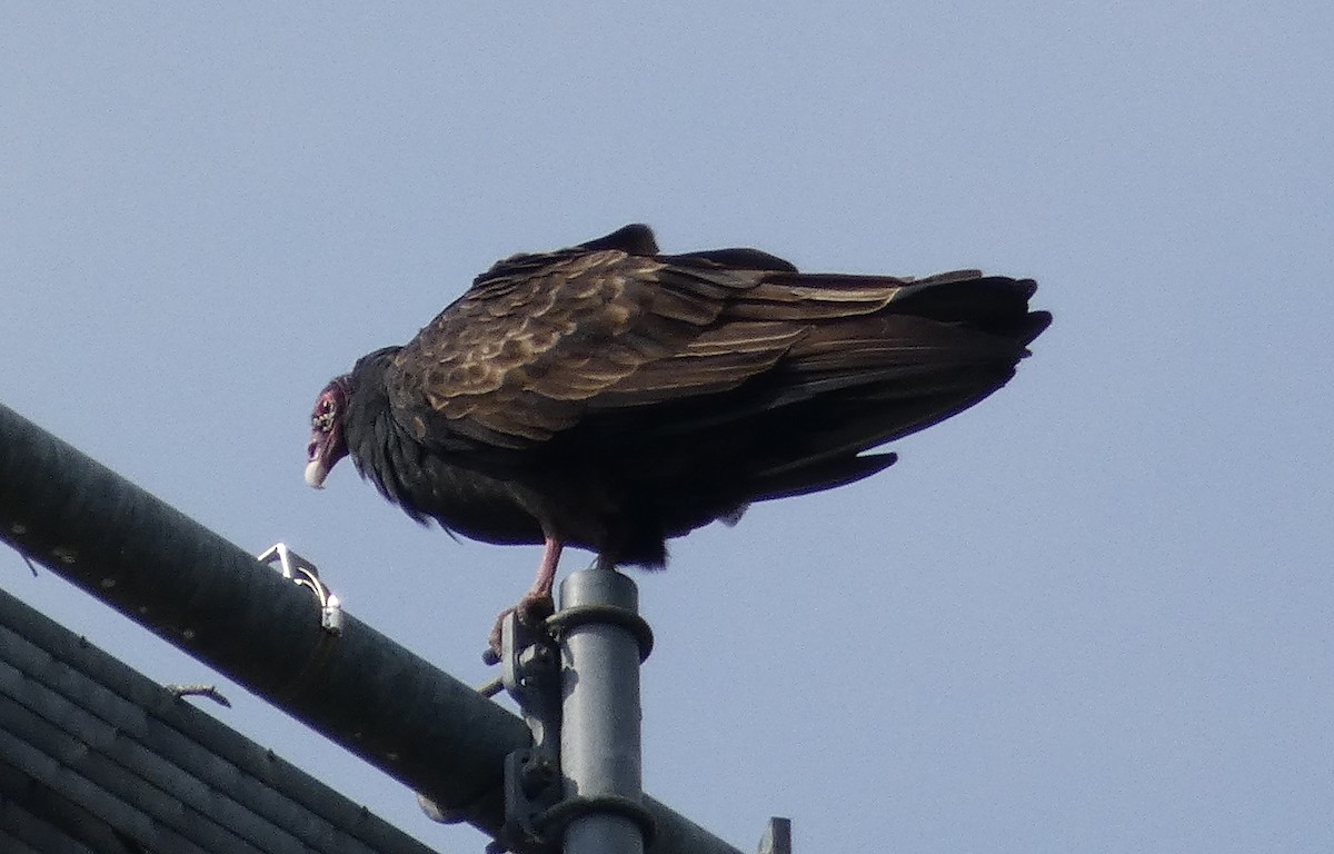 Turkey Vulture - Anonymous