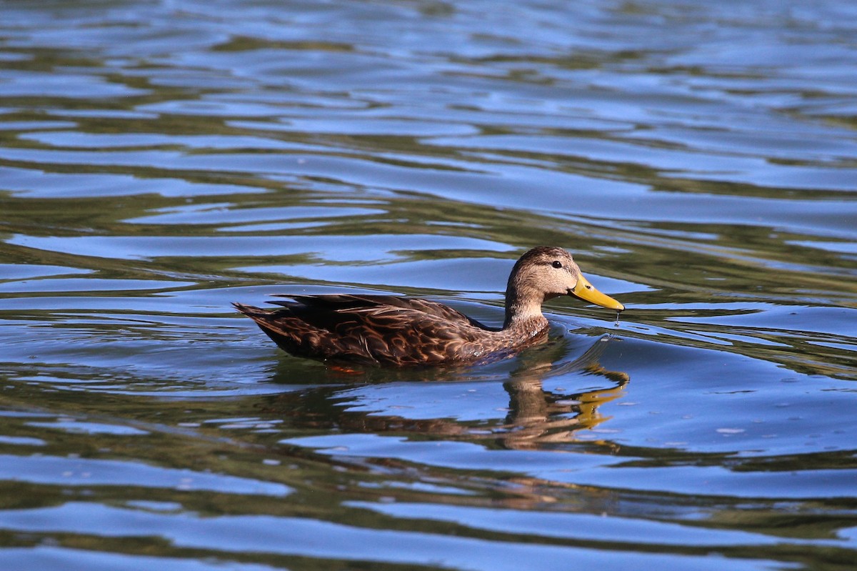 Canard brun - ML380170681