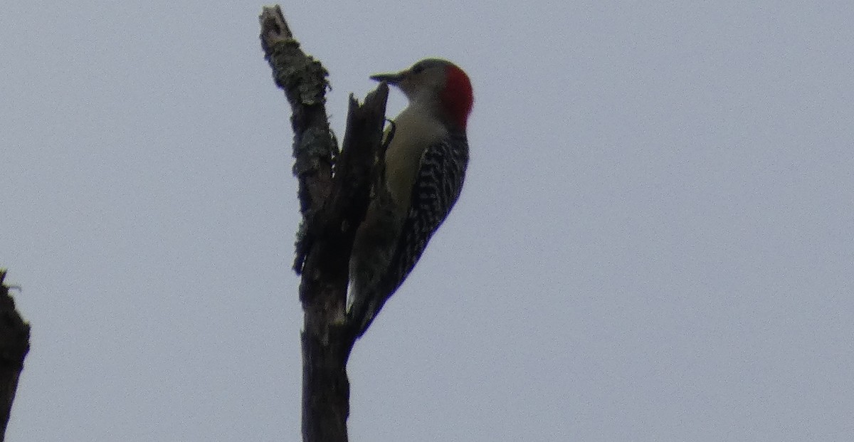 Red-bellied Woodpecker - Anonymous