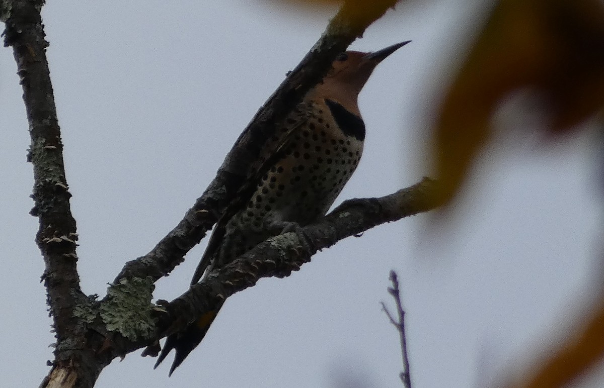 Northern Flicker - ML380171001