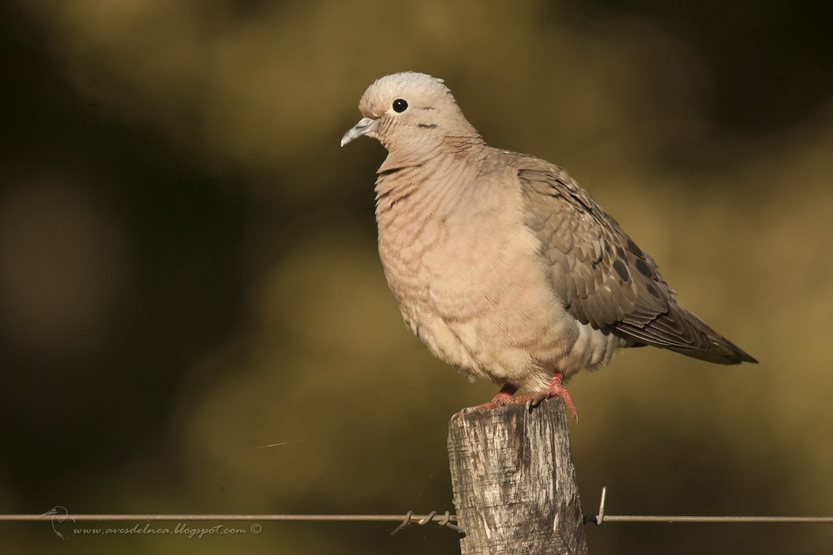 Eared Dove - ML38017131