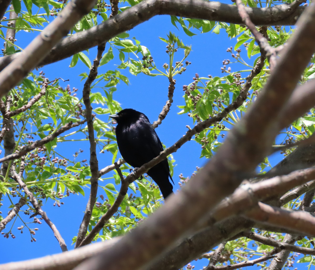 Shiny Cowbird - ML380171891