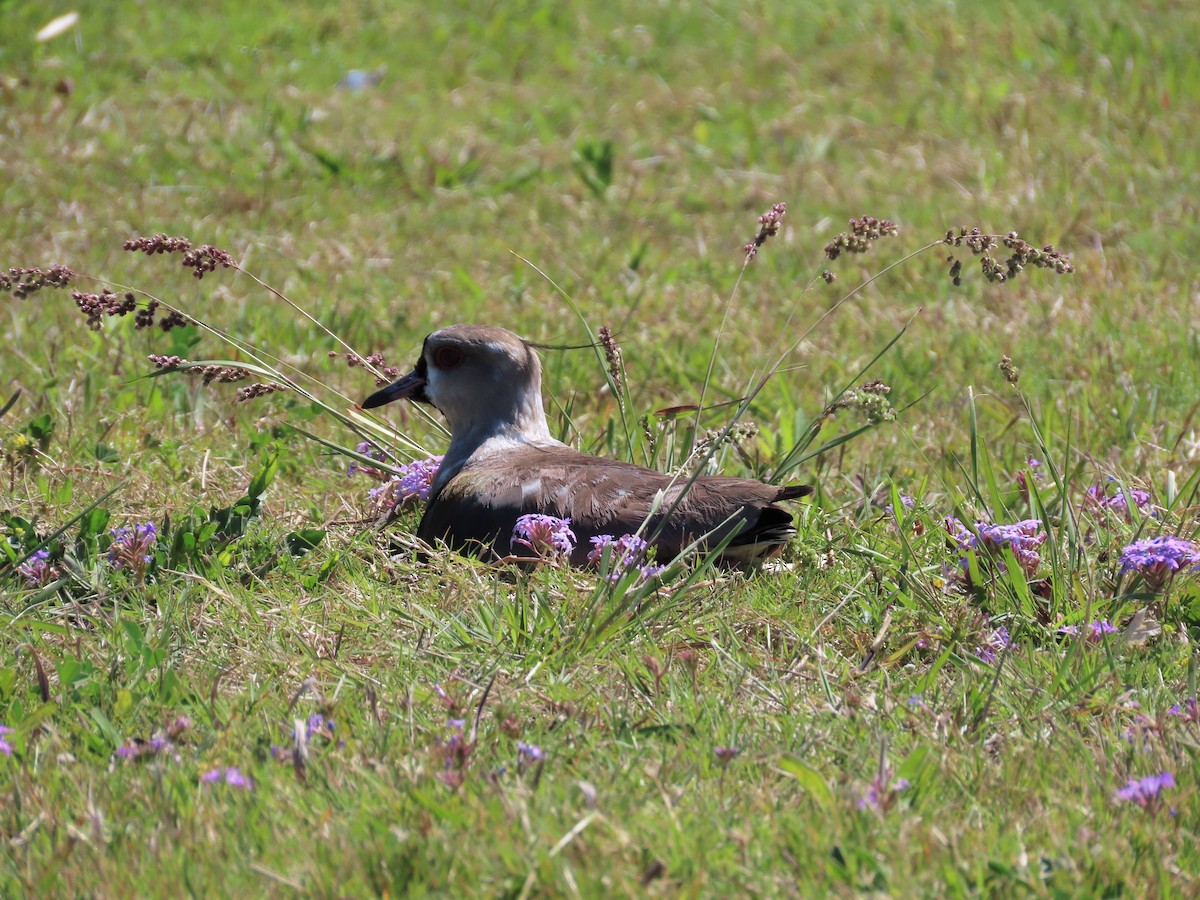 Southern Lapwing - ML380172011