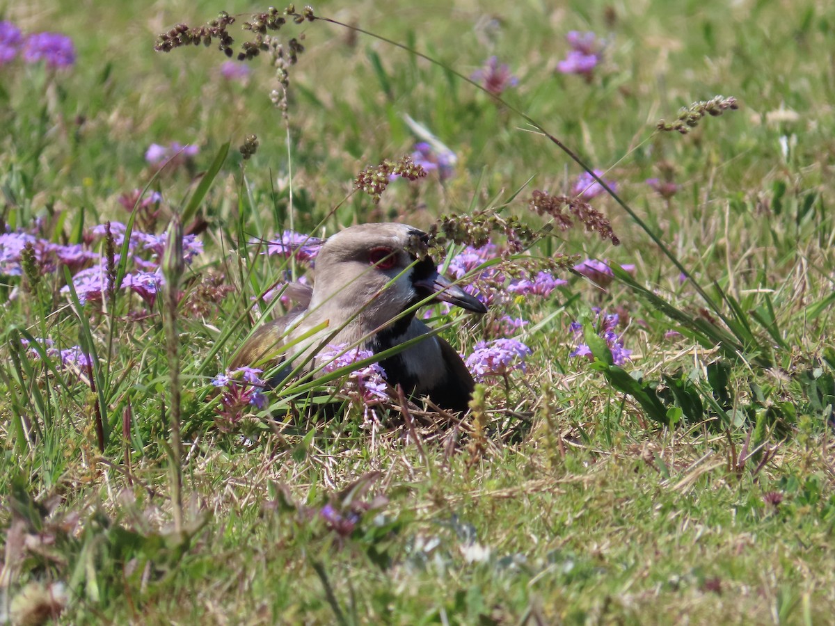 Southern Lapwing - ML380172031