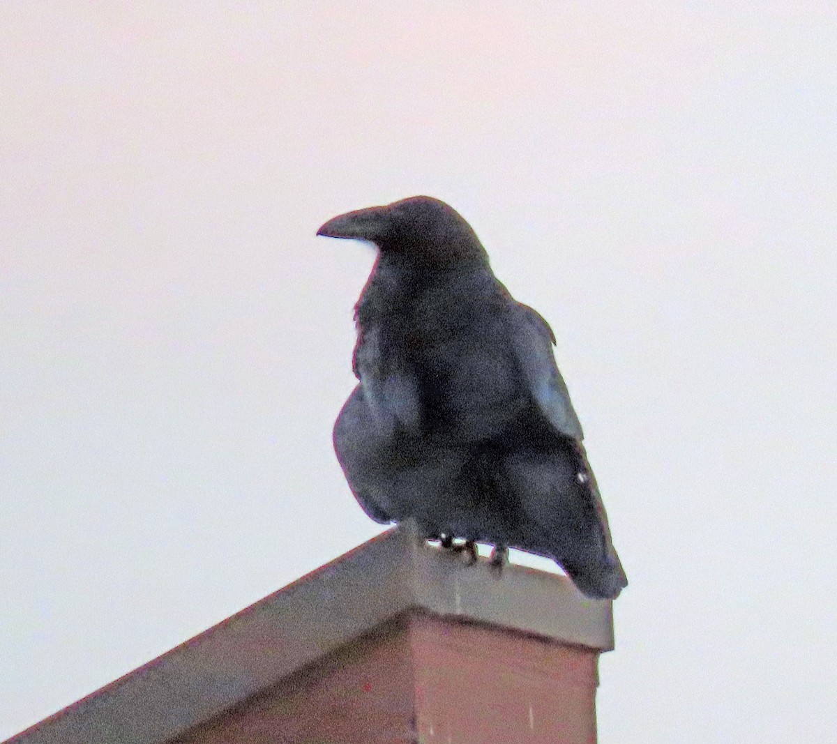 Common Raven - ML380172411