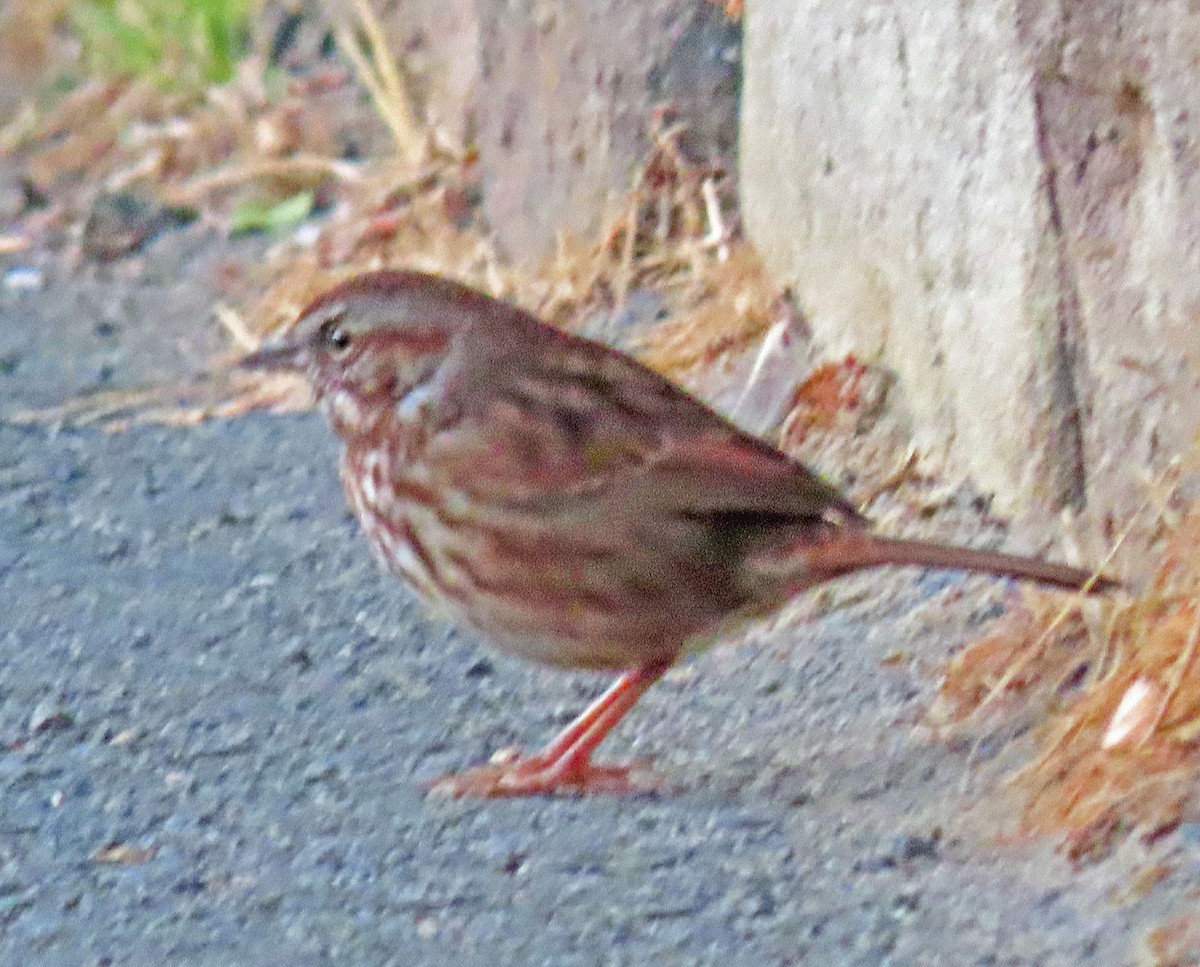 Song Sparrow - ML380172491