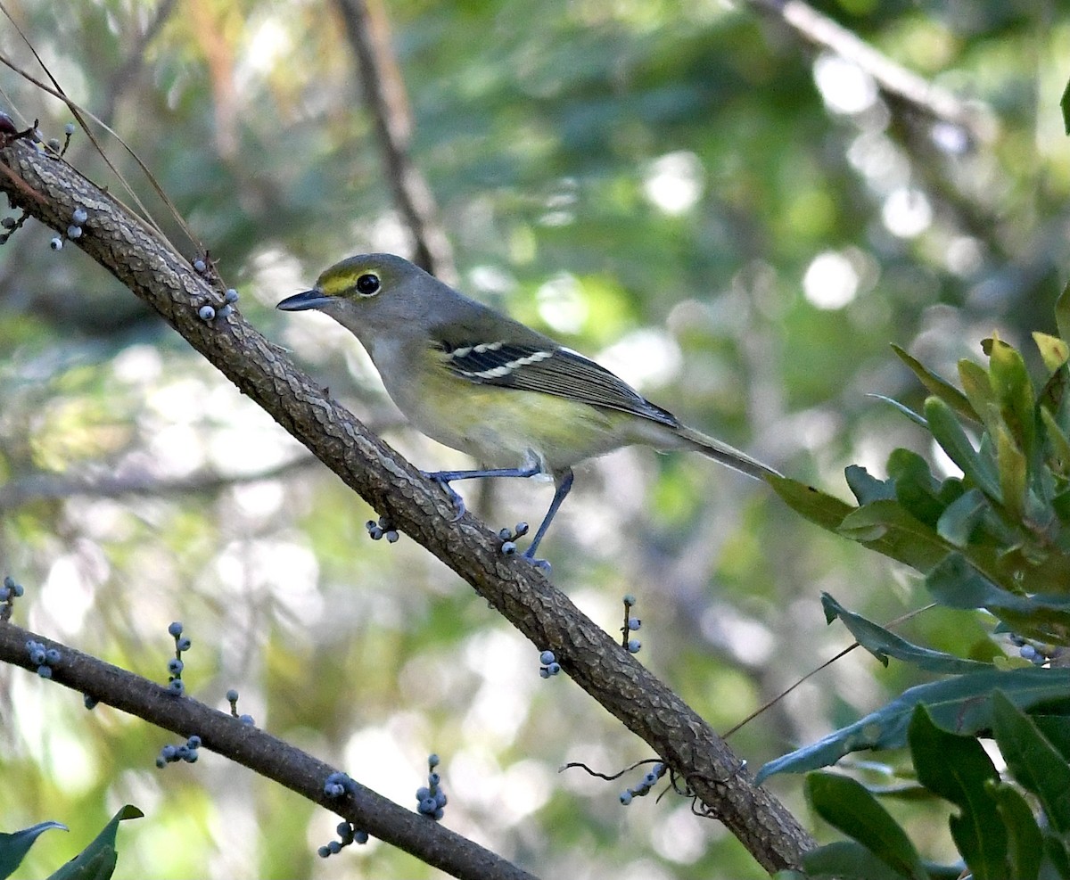White-eyed Vireo - ML380173461