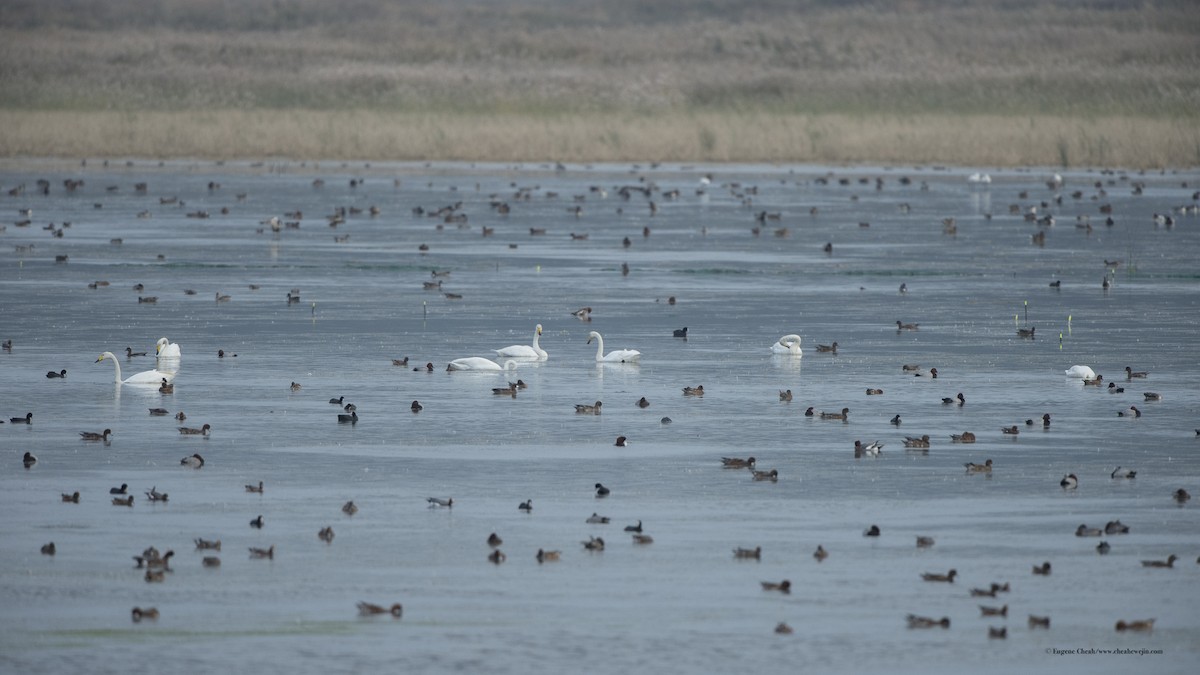 Eurasian Wigeon - ML38017351