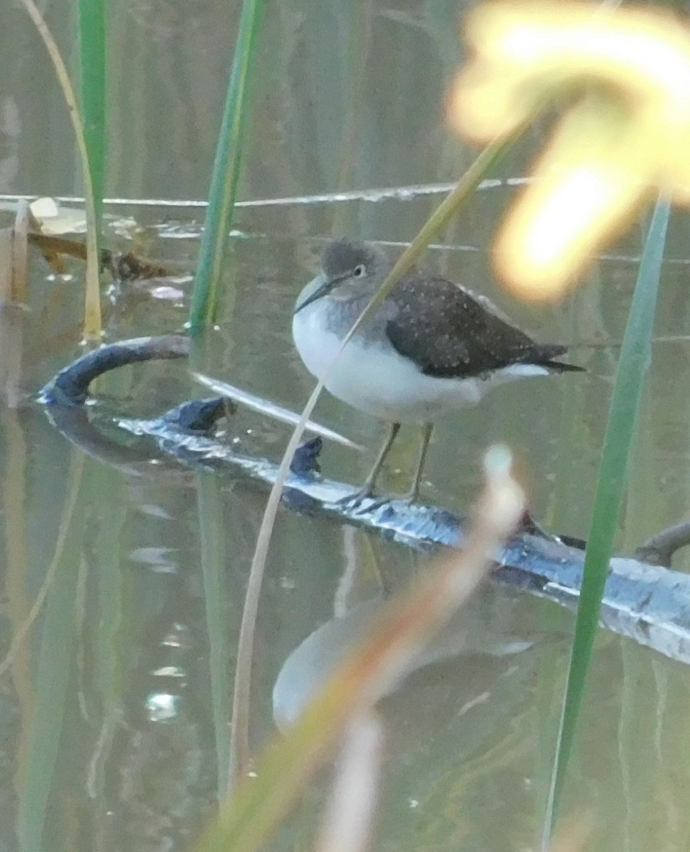 Solitary Sandpiper - ML380173801