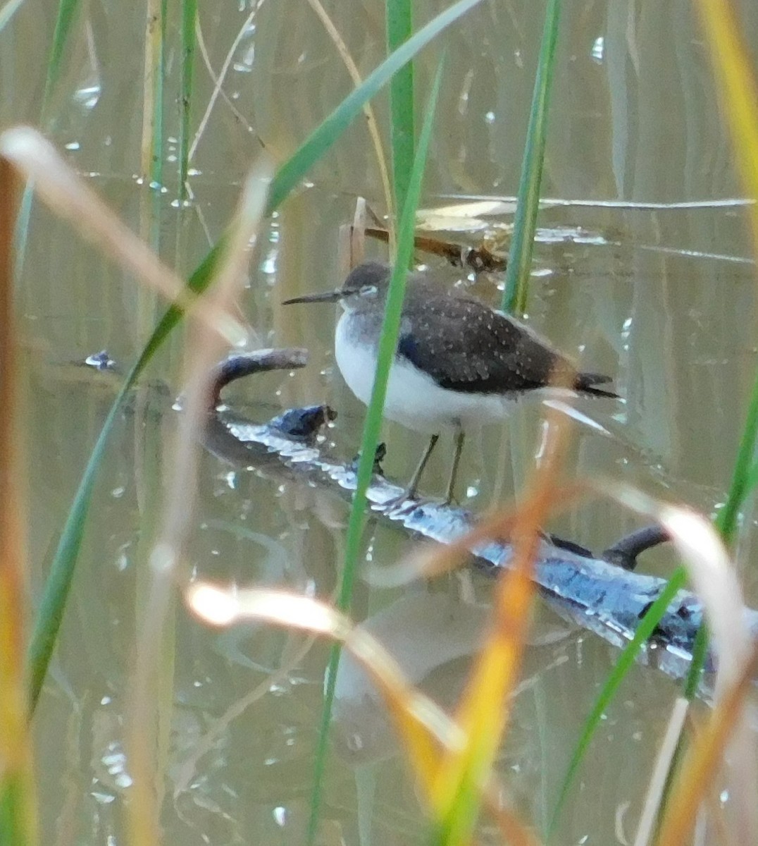 Solitary Sandpiper - Larissa Neumann