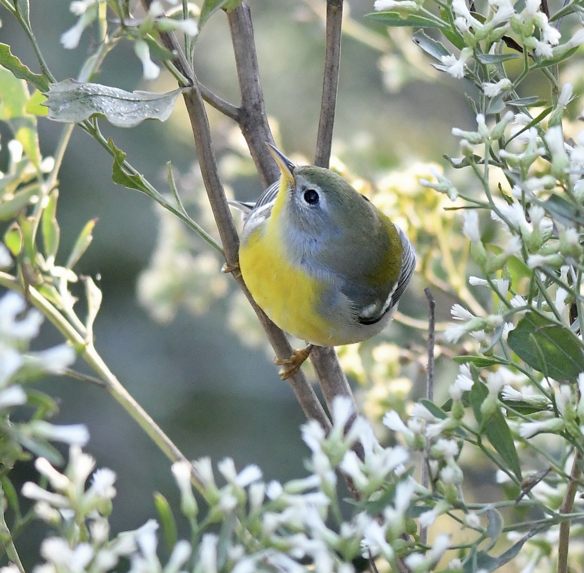 Northern Parula - ML380174121
