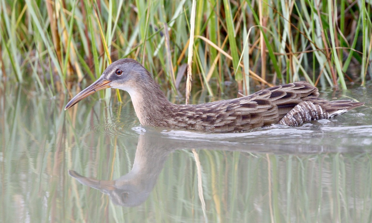 Clapper Rail - Aaron Boone