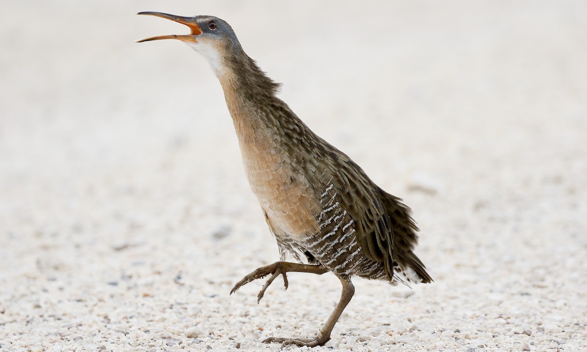 Clapper Rail - ML380174561