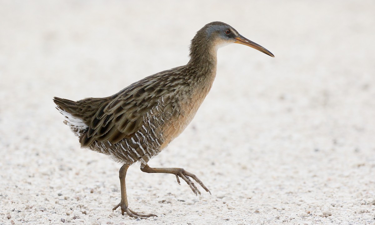 Clapper Rail - ML380174601