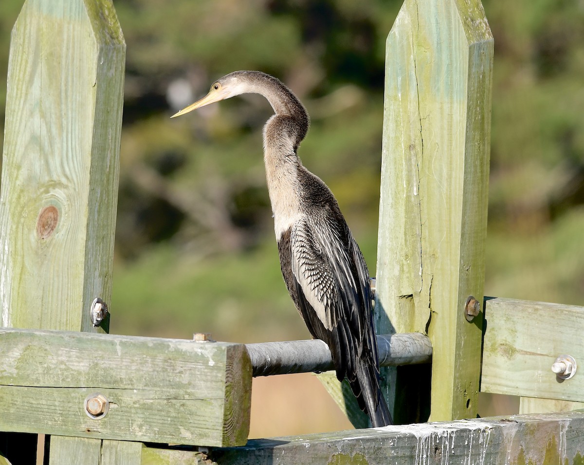 Anhinga - ML380174701