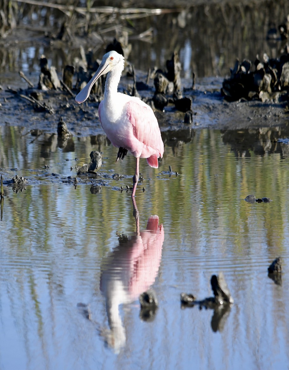 Roseate Spoonbill - ML380174941