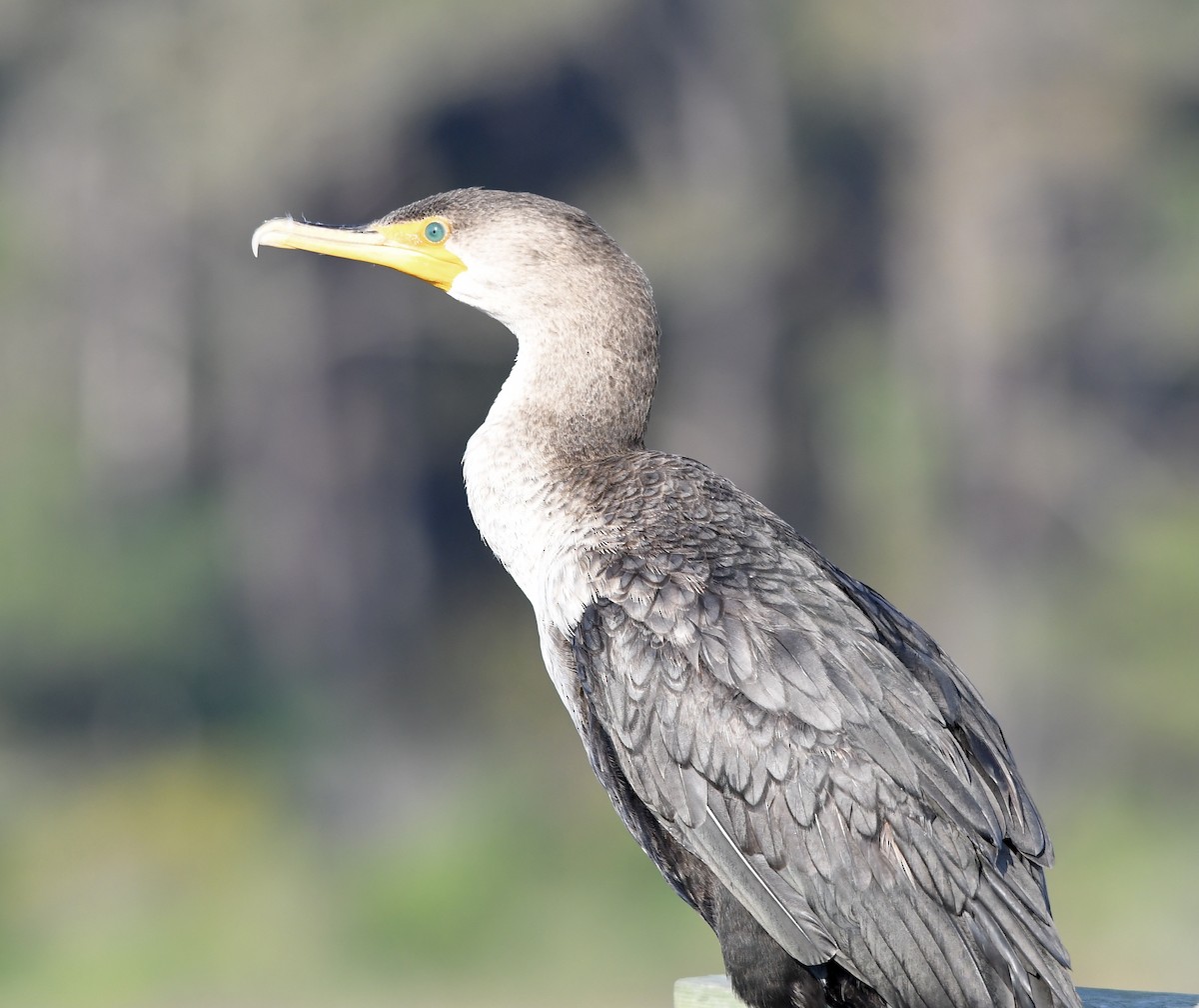 Double-crested Cormorant - ML380175111