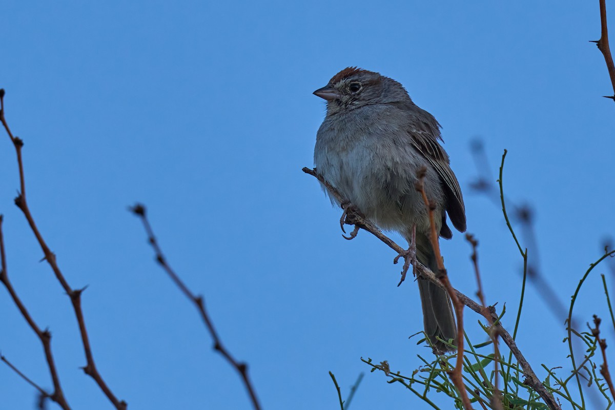 Rufous-crowned Sparrow - ML380175521
