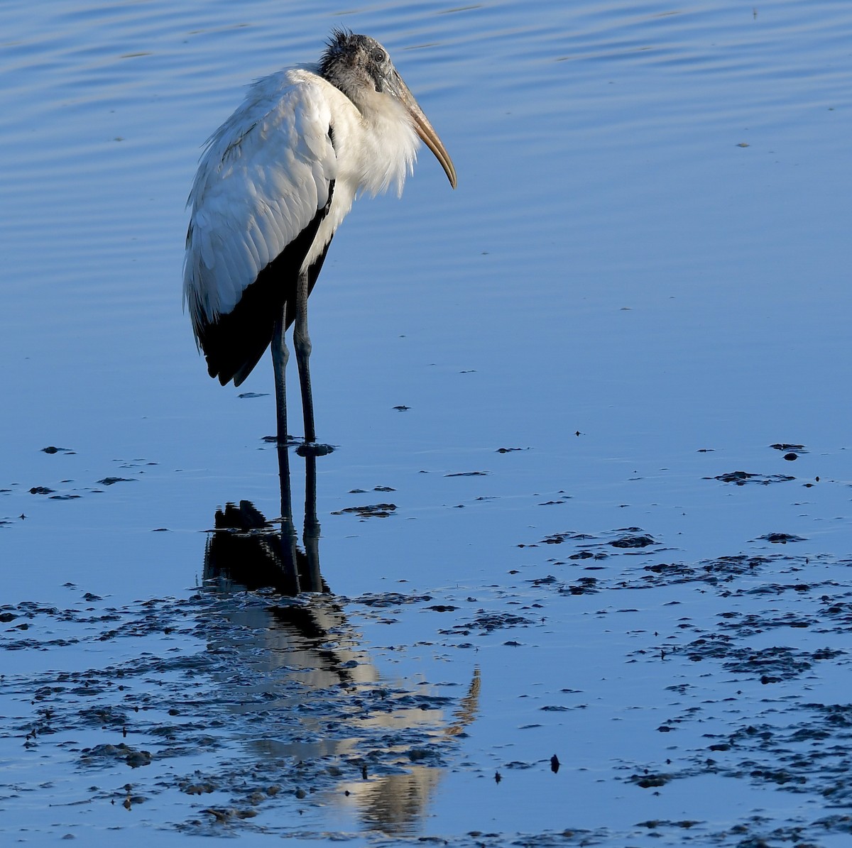 Wood Stork - ML380176481