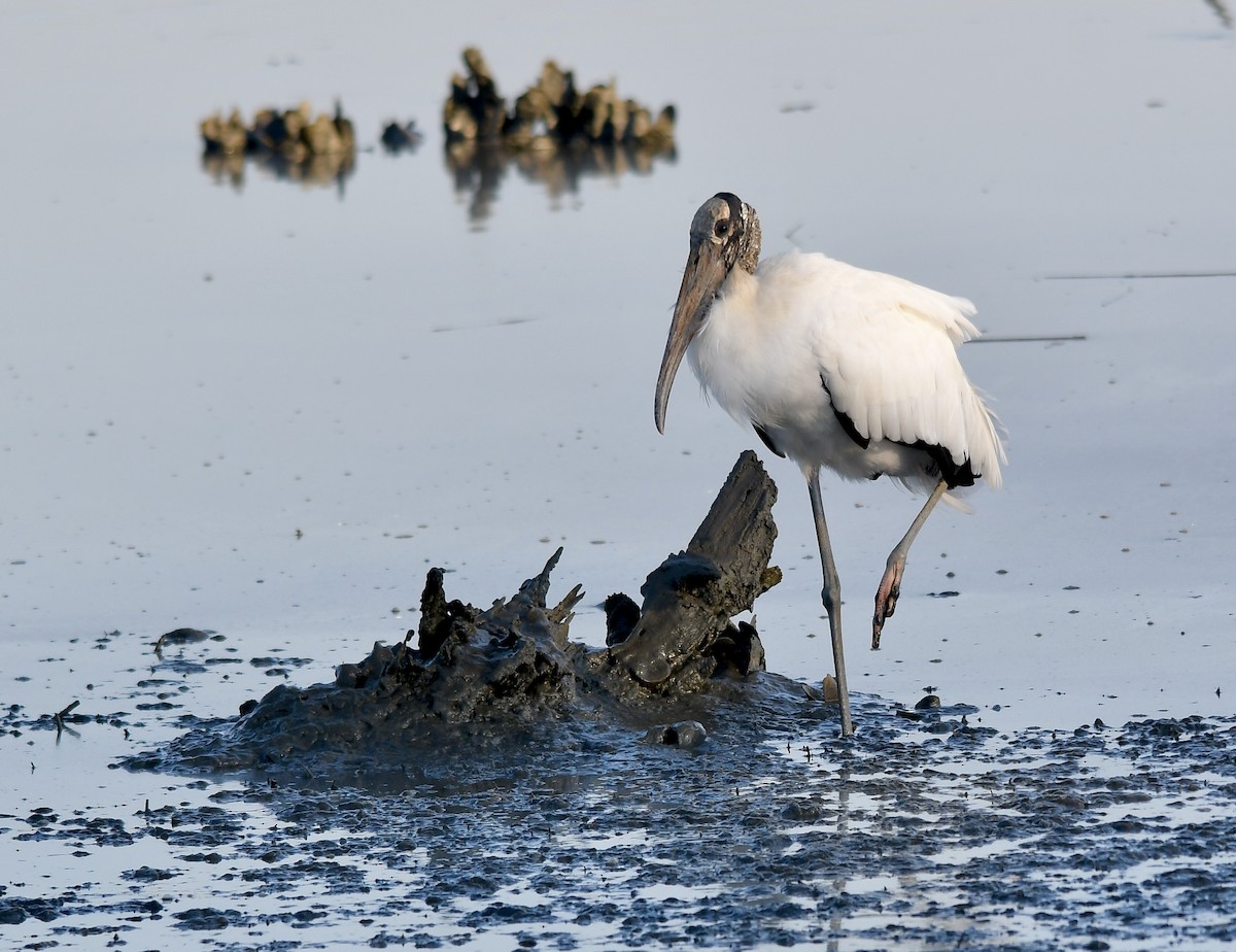 Wood Stork - ML380176491