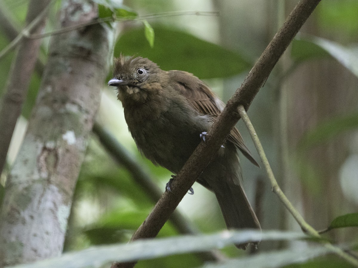 Brown-winged Schiffornis (Brown-winged) - ML380176531